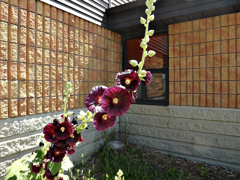 Purple Hollyhock Flowers — Calm