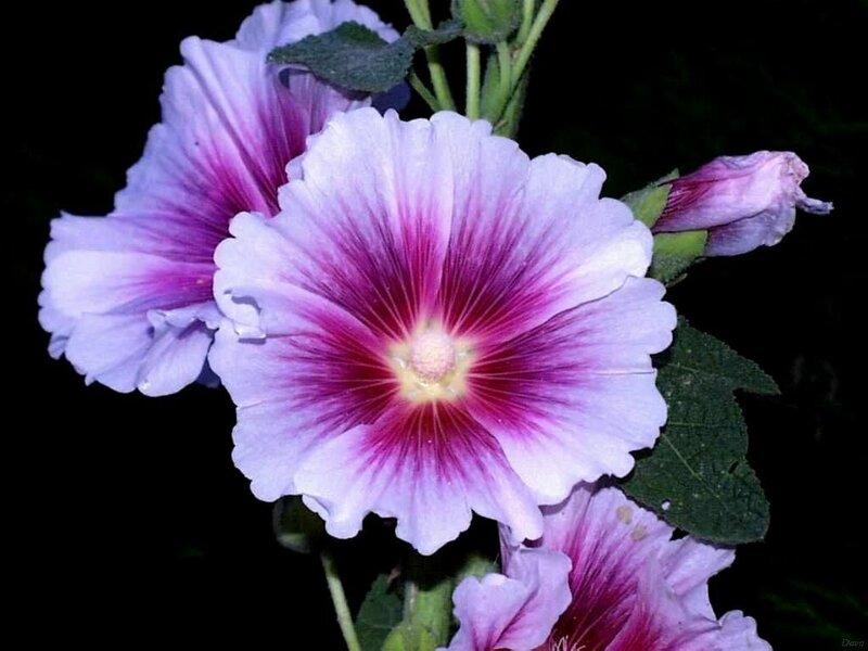 Purple Hollyhock Flowers