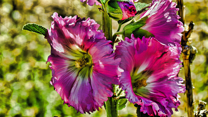 Purple Hollyhock Flowers — Vibrant