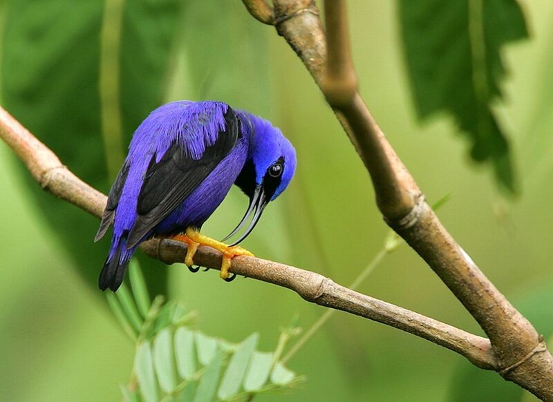 Purple Honeycreeper Bird
