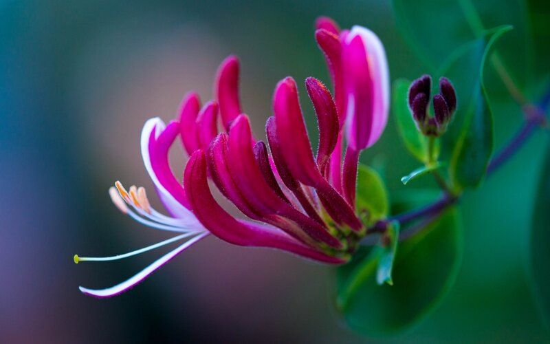 Purple Honeysuckle Flower