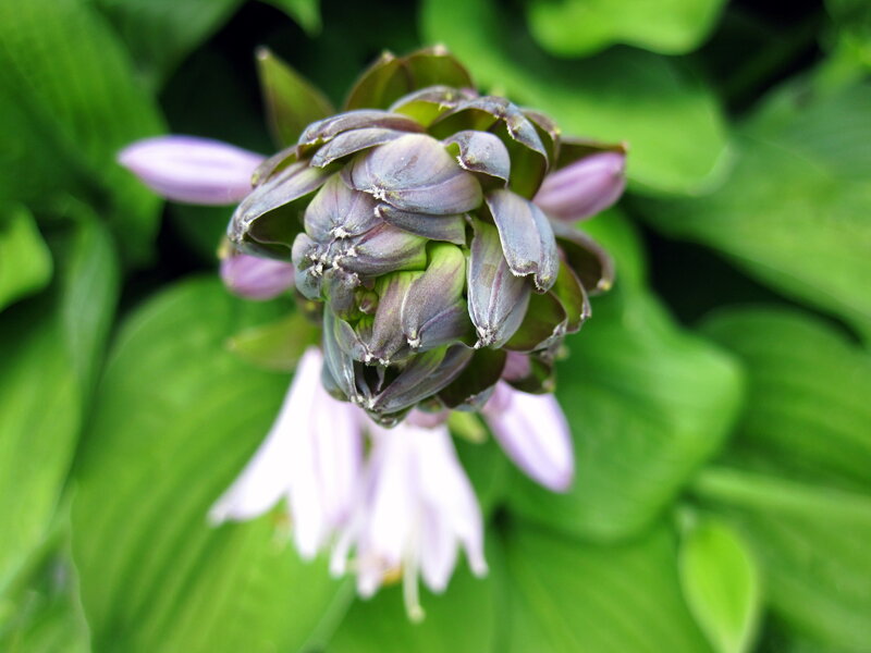 Purple Hosta Flower Bud