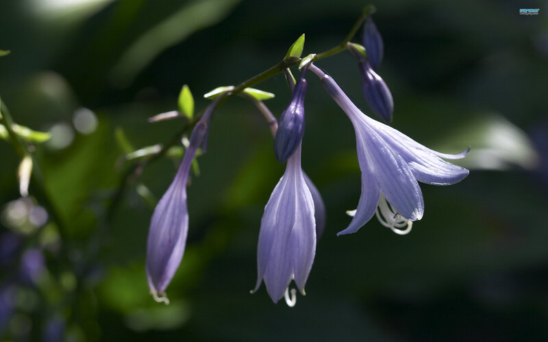 Purple Hosta Flowers