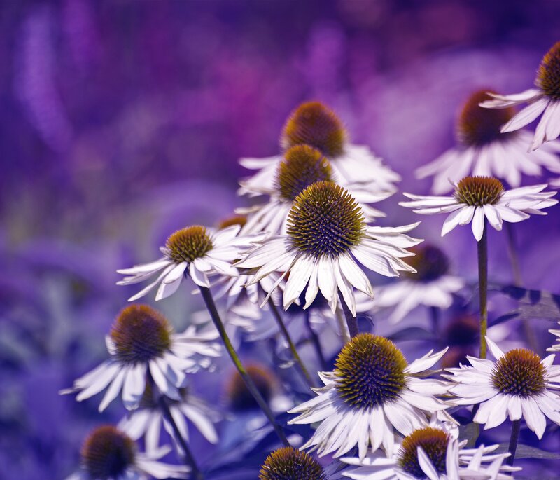 Purple-hued coneflowers in bloom
