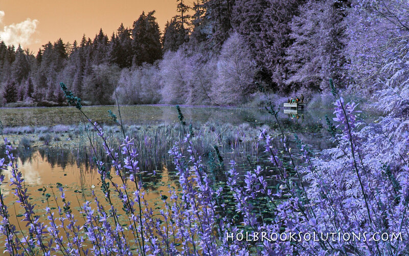 Purple-hued forest pond