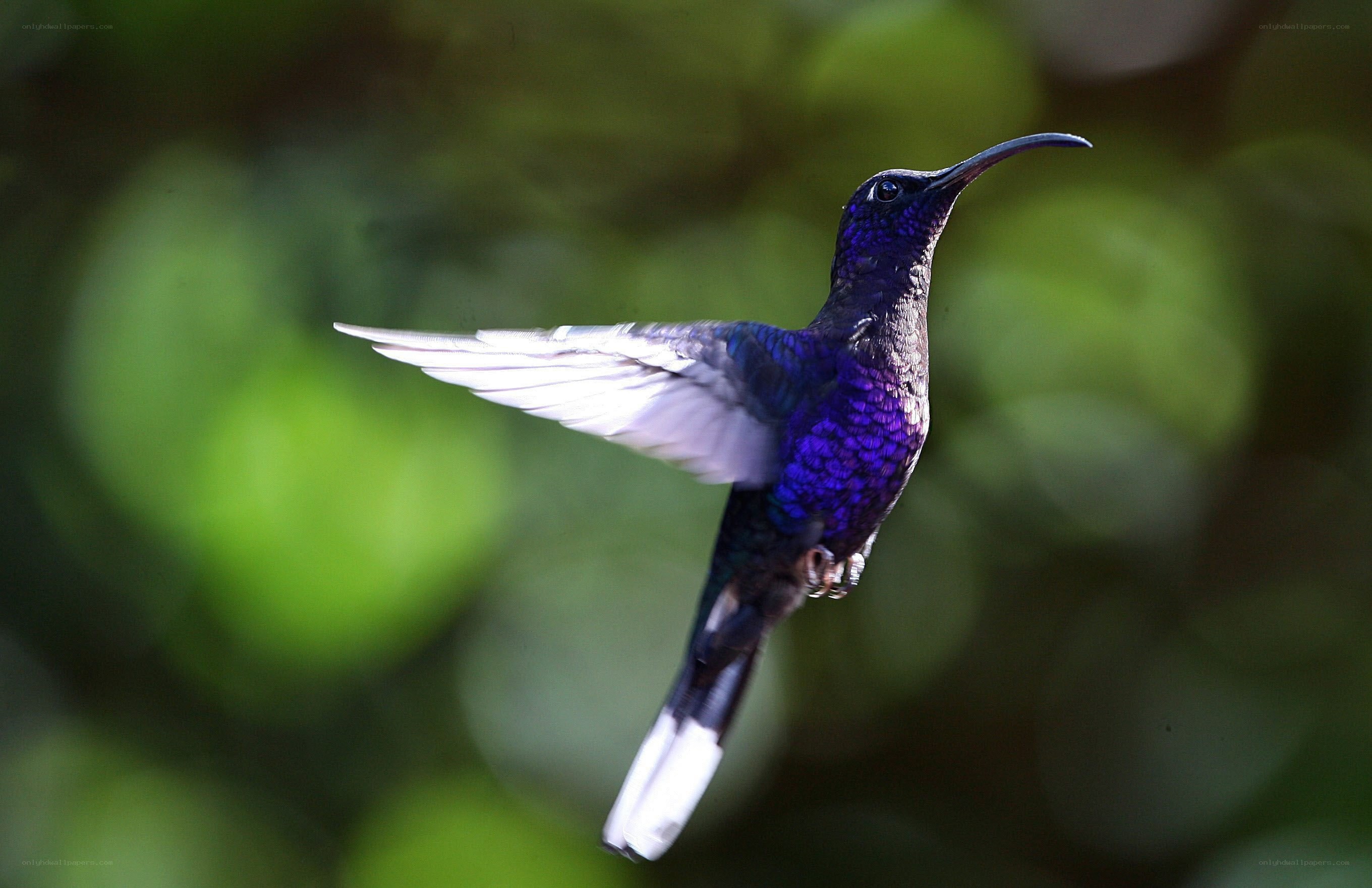 purple hummingbird in flight