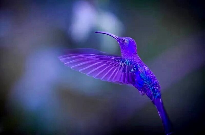 Purple Hummingbird in Flight — Dramatic