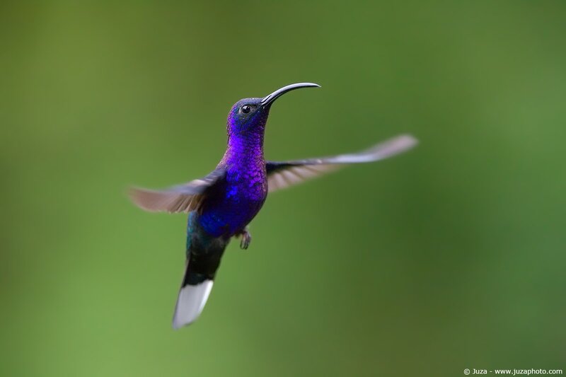 purple hummingbird in flight