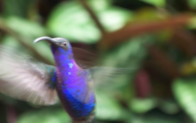 Purple Hummingbird