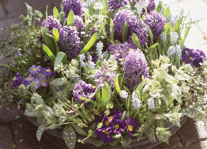 purple hyacinth and primrose arrangement