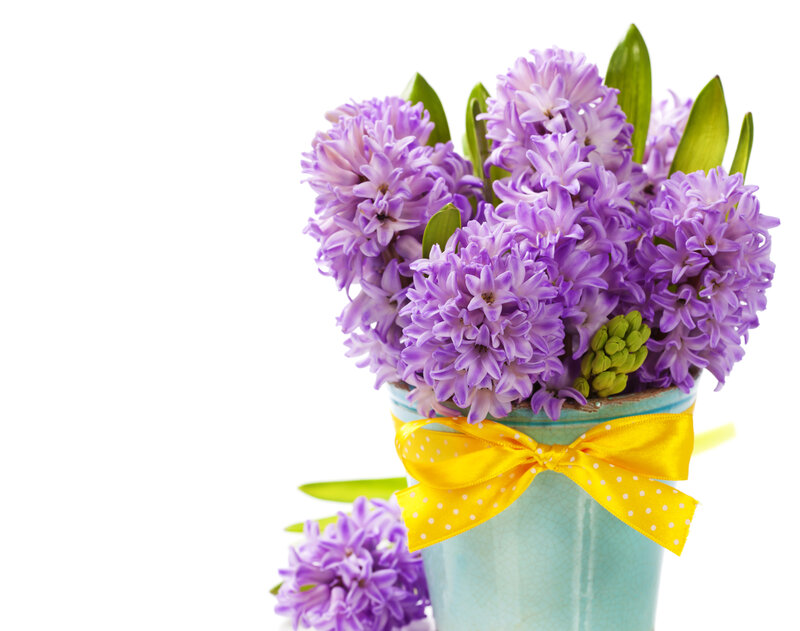 Purple Hyacinth Bouquet — Calm