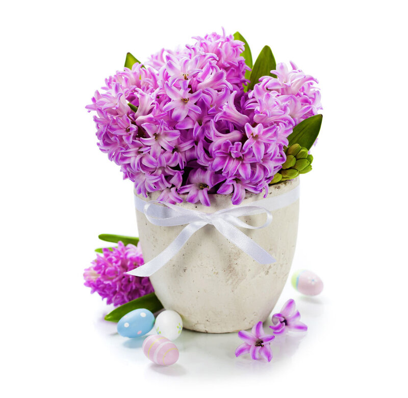 Purple Hyacinth Bouquet — Festive, Spring, Photograph, Easter Eggs