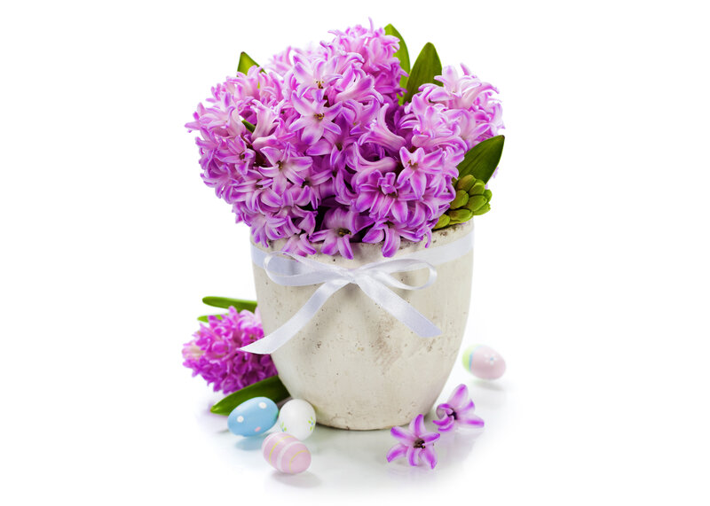 Purple Hyacinth Bouquet — Festive, Spring, Photograph, Easter Eggs, Vase