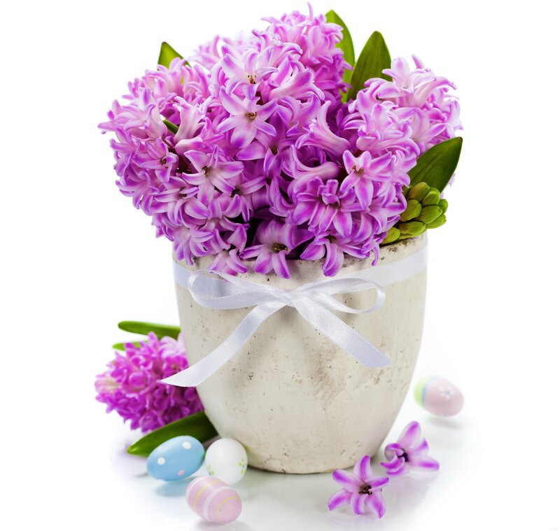 Purple Hyacinth Bouquet — Festive, Spring