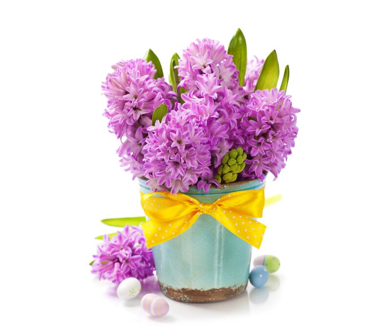Purple Hyacinth Bouquet — Festive