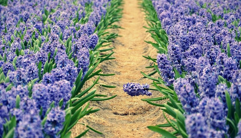 purple hyacinth field path