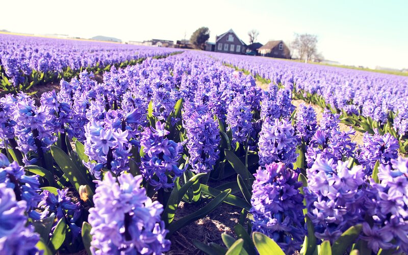 Purple Hyacinth Field