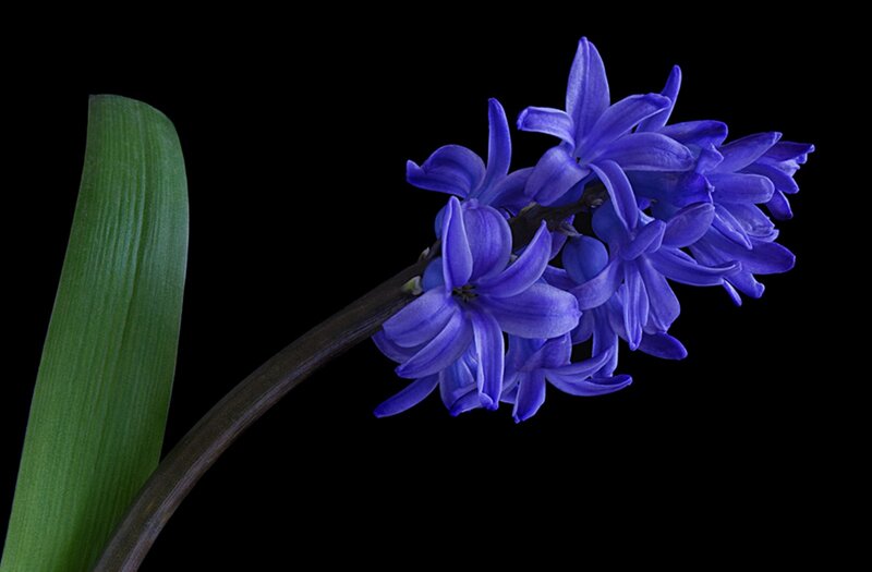 Purple Hyacinth Flower — Blue, Dramatic