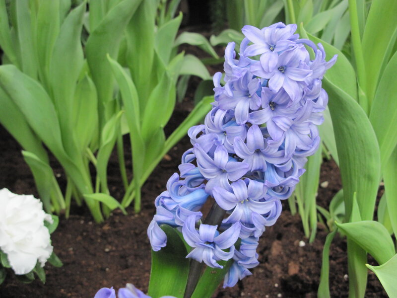 Purple Hyacinth Flower — Blue