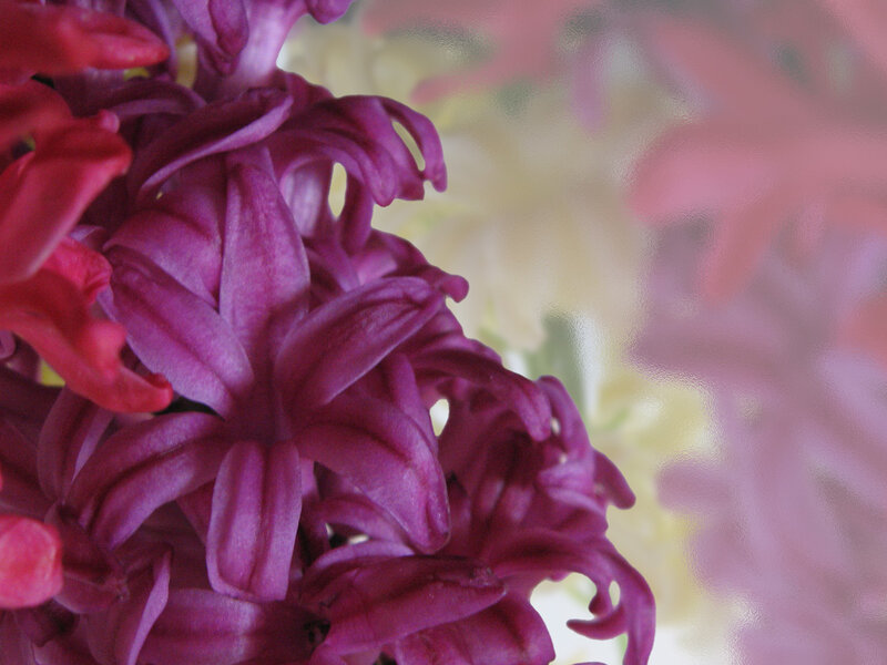 Purple Hyacinth Flower — Calm, Photograph, Petals