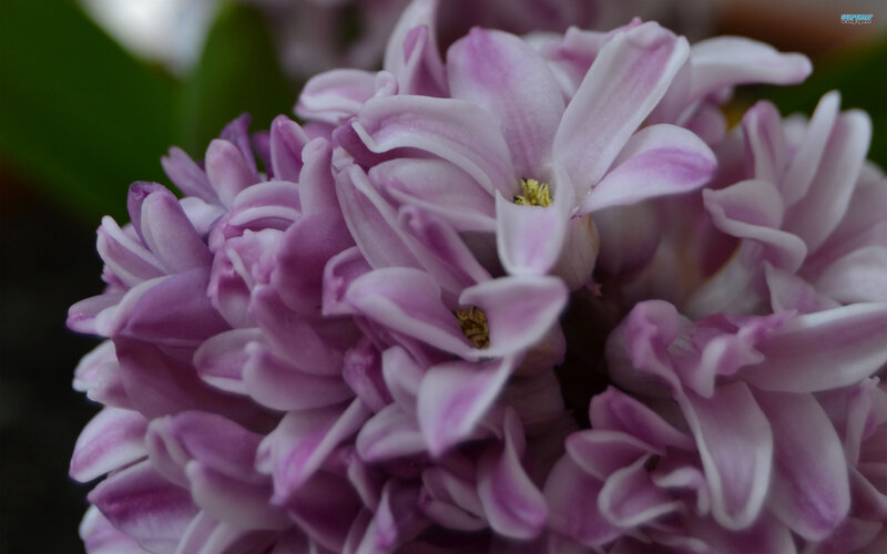 Purple Hyacinth Flower — Calm, Photograph