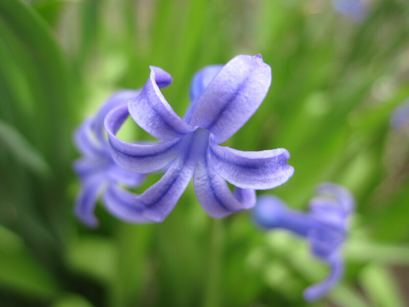Purple Hyacinth Flower — Calm, Spring