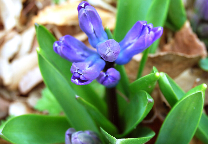 Purple Hyacinth Flower — Calm