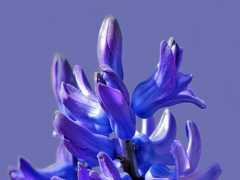 purple hyacinth flower close-up