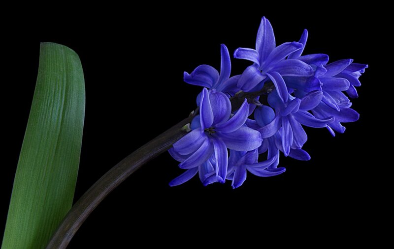 Purple Hyacinth Flower — Dramatic, Photograph
