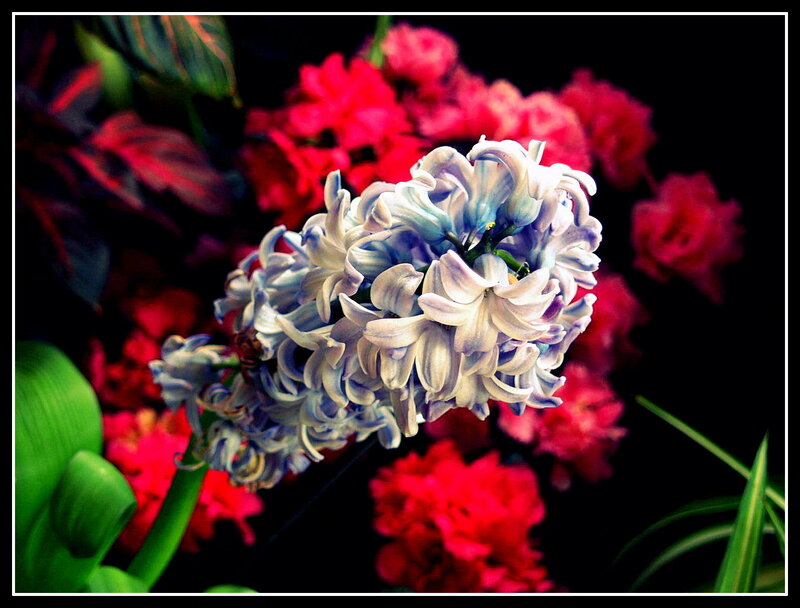 Purple Hyacinth Flower — Dramatic