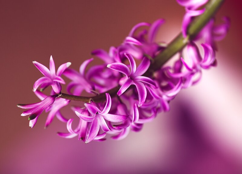 Purple Hyacinth Flower — Serene, Photograph