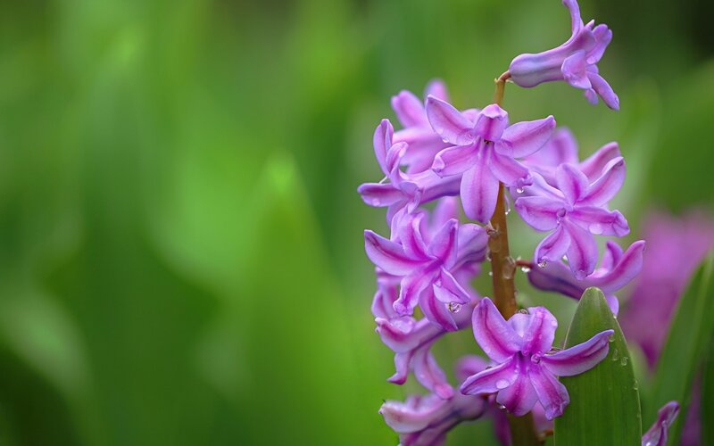 Purple Hyacinth Flower — Serene, Spring