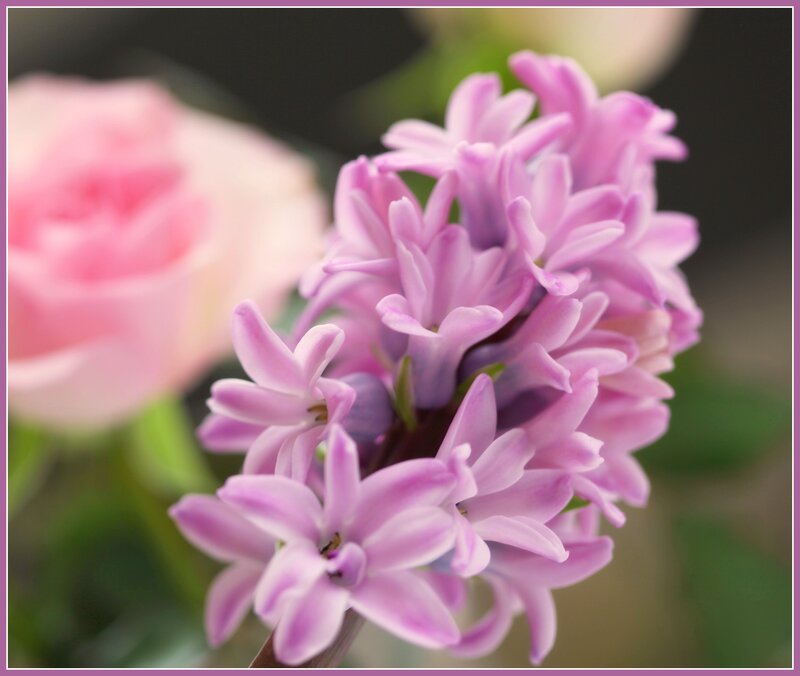 Purple Hyacinth Flower — Serene
