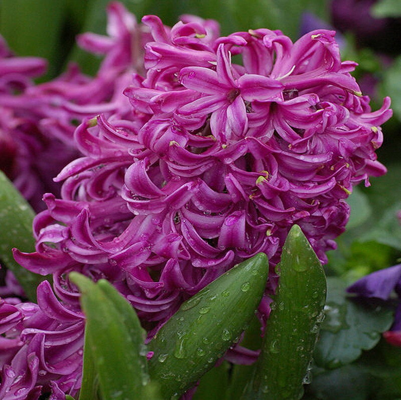 Purple Hyacinth Flower — Vibrant