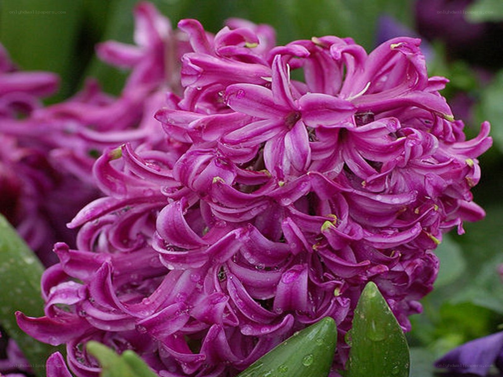 purple hyacinth flower