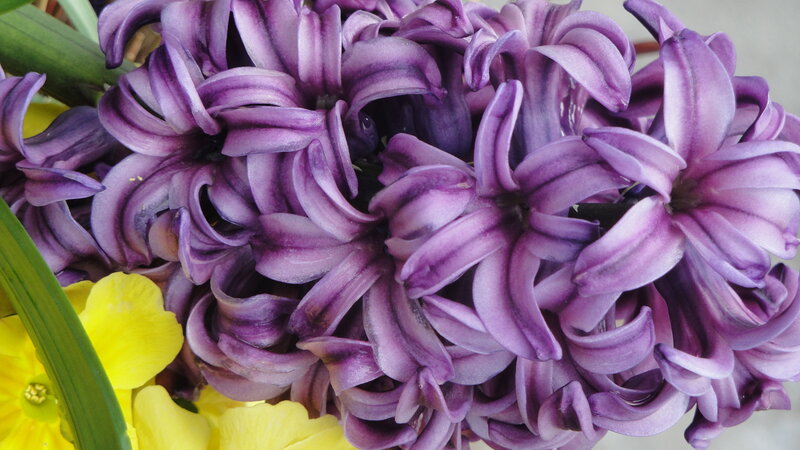purple hyacinth flowers