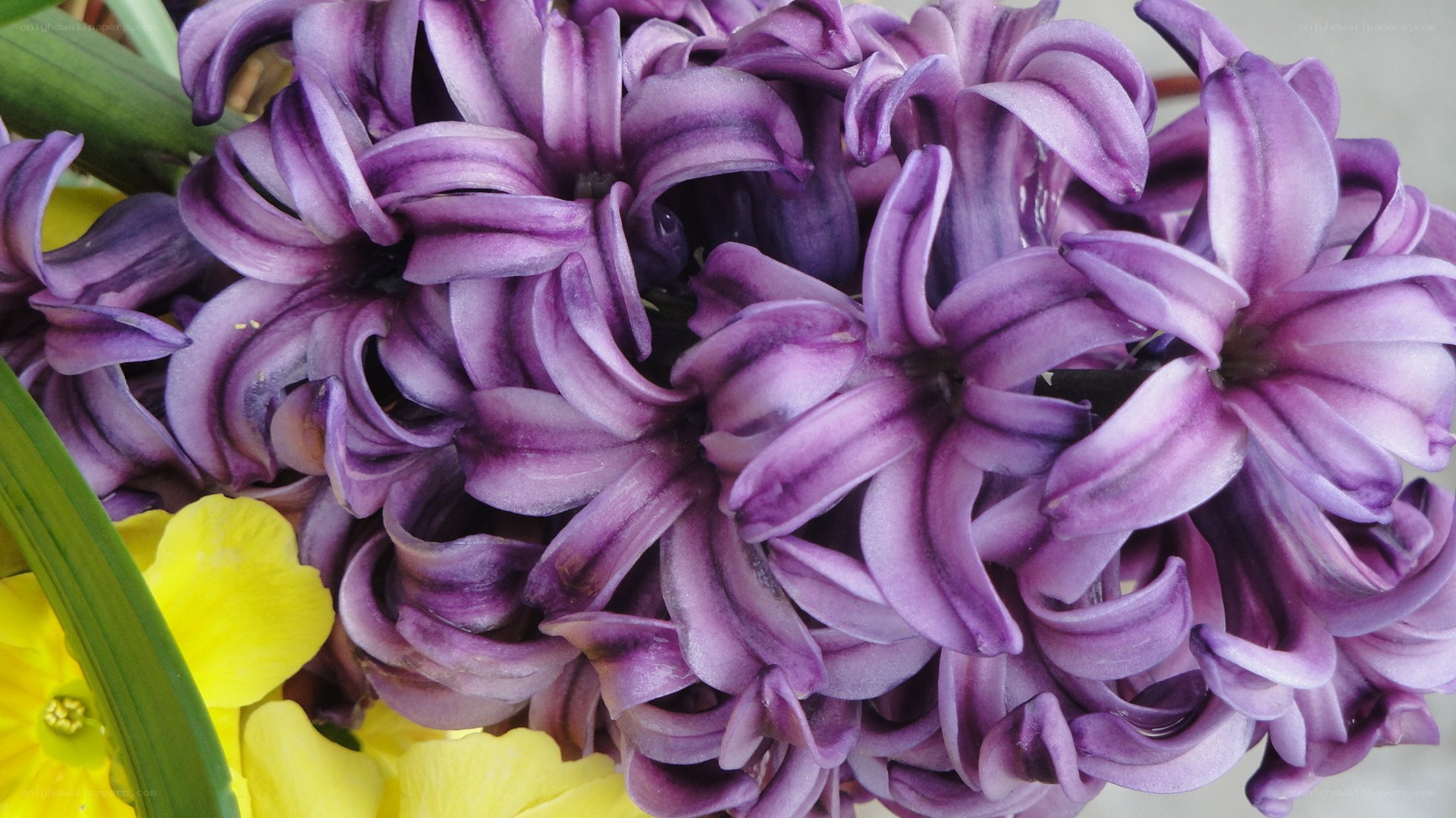 purple hyacinth flowers