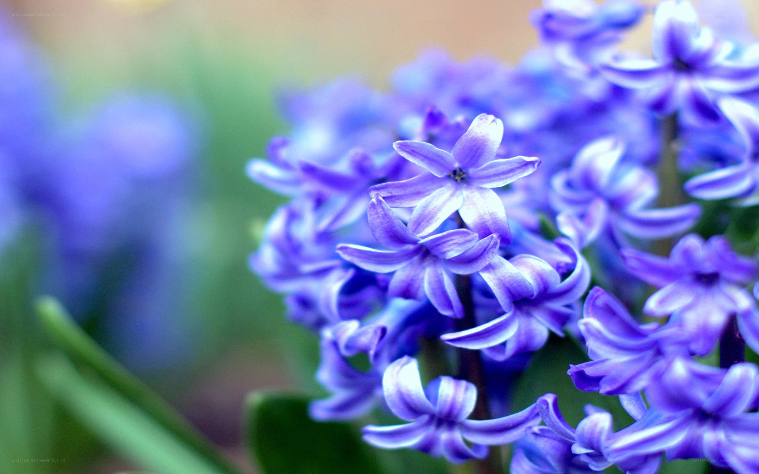 purple hyacinth flowers
