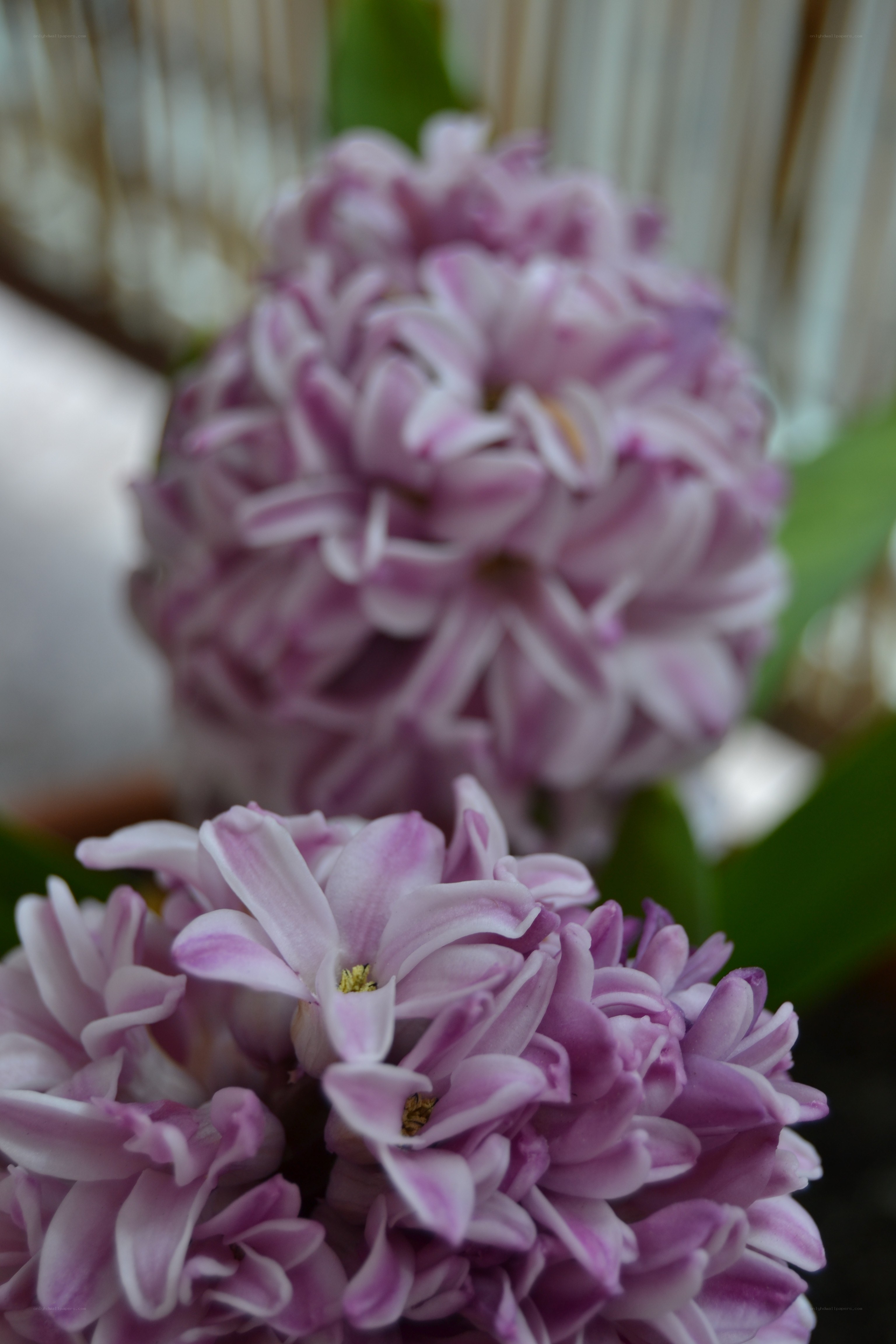 purple hyacinth flowers