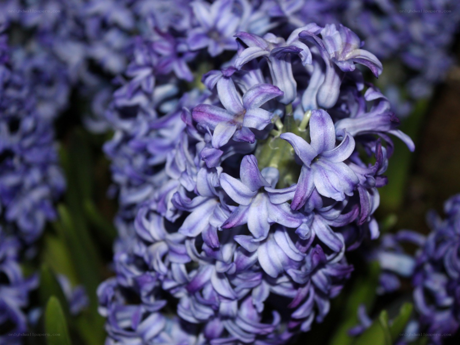 purple hyacinth flowers