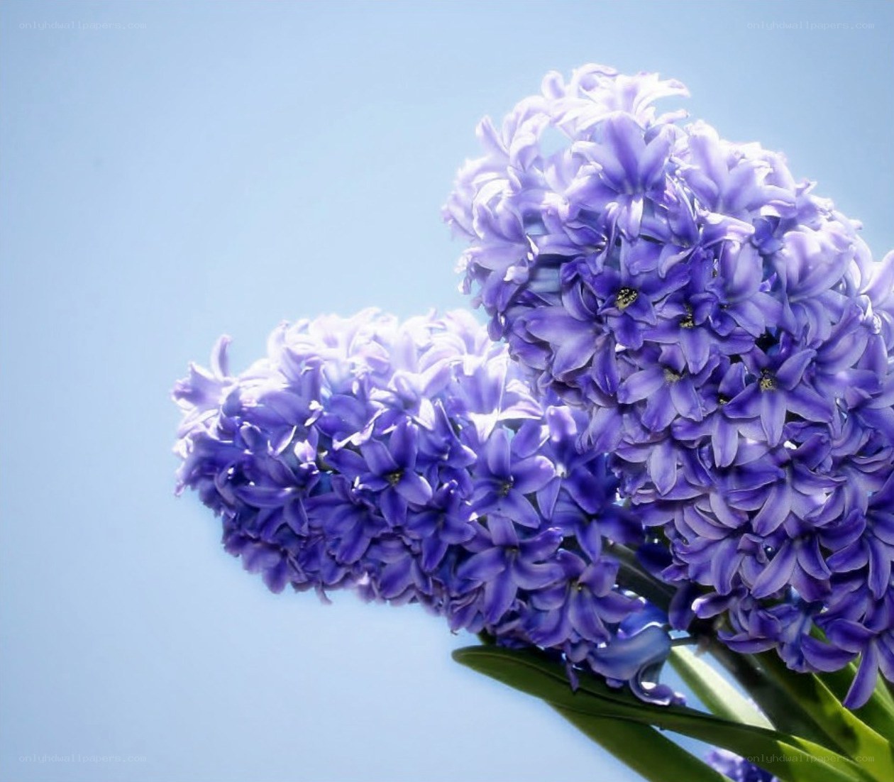 purple hyacinth flowers