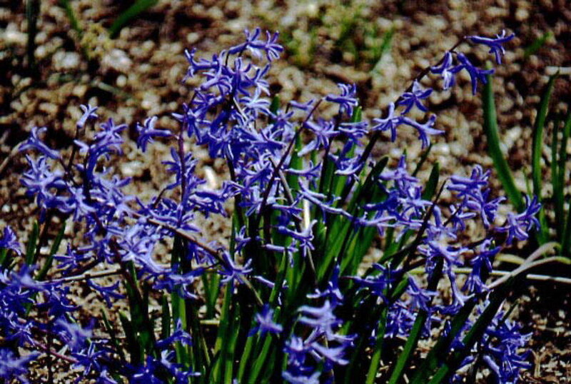 purple hyacinth flowers