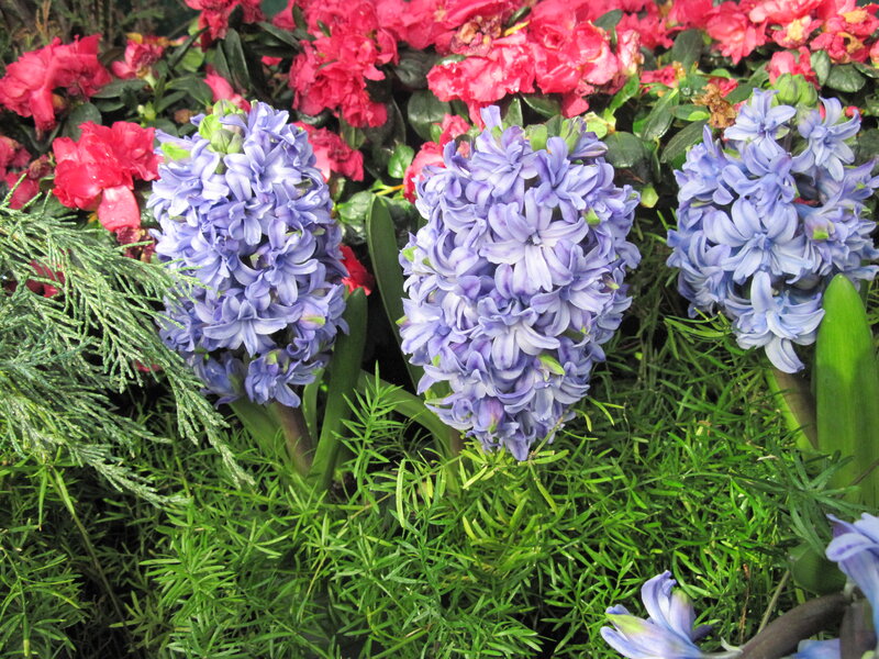 Purple Hyacinth Flowers — Blue, Calm, Spring, Photograph