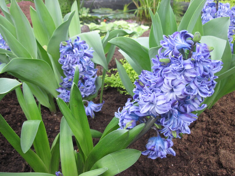 Purple Hyacinth Flowers — Blue, Calm, Spring