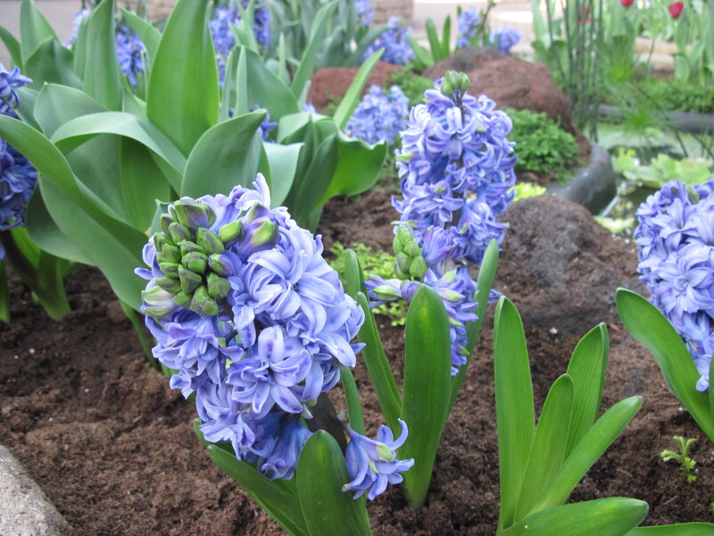 Purple Hyacinth Flowers — Blue, Calm
