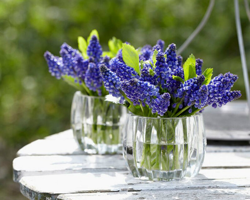Purple Hyacinth Flowers — Blue, Serene, Afternoon