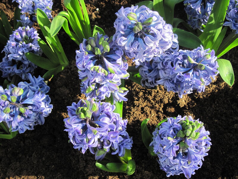 Purple Hyacinth Flowers — Blue, Serene, Spring