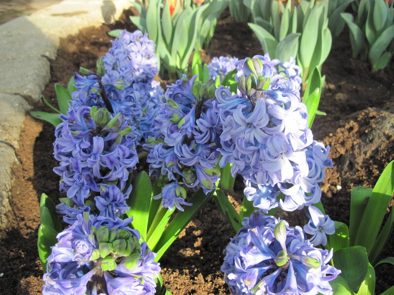 Purple Hyacinth Flowers — Blue, Serene