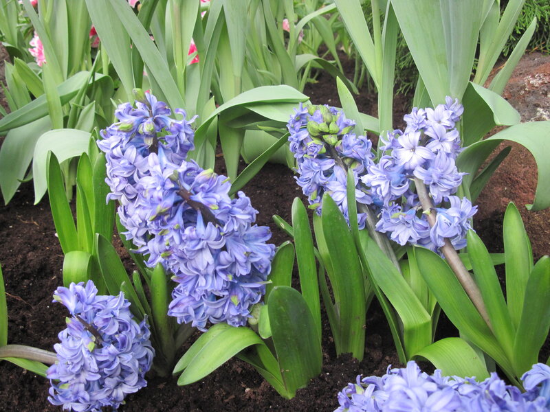 Purple Hyacinth Flowers — Blue