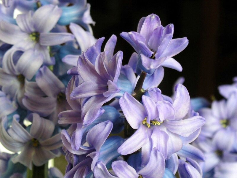 Purple Hyacinth Flowers — Calm, Photograph, Bloom